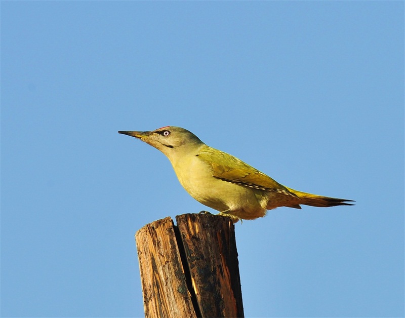  灰頭綠啄木鳥(《世界自然保護聯盟》（IUCN）ver3.1：2010年鳥類紅色名錄)