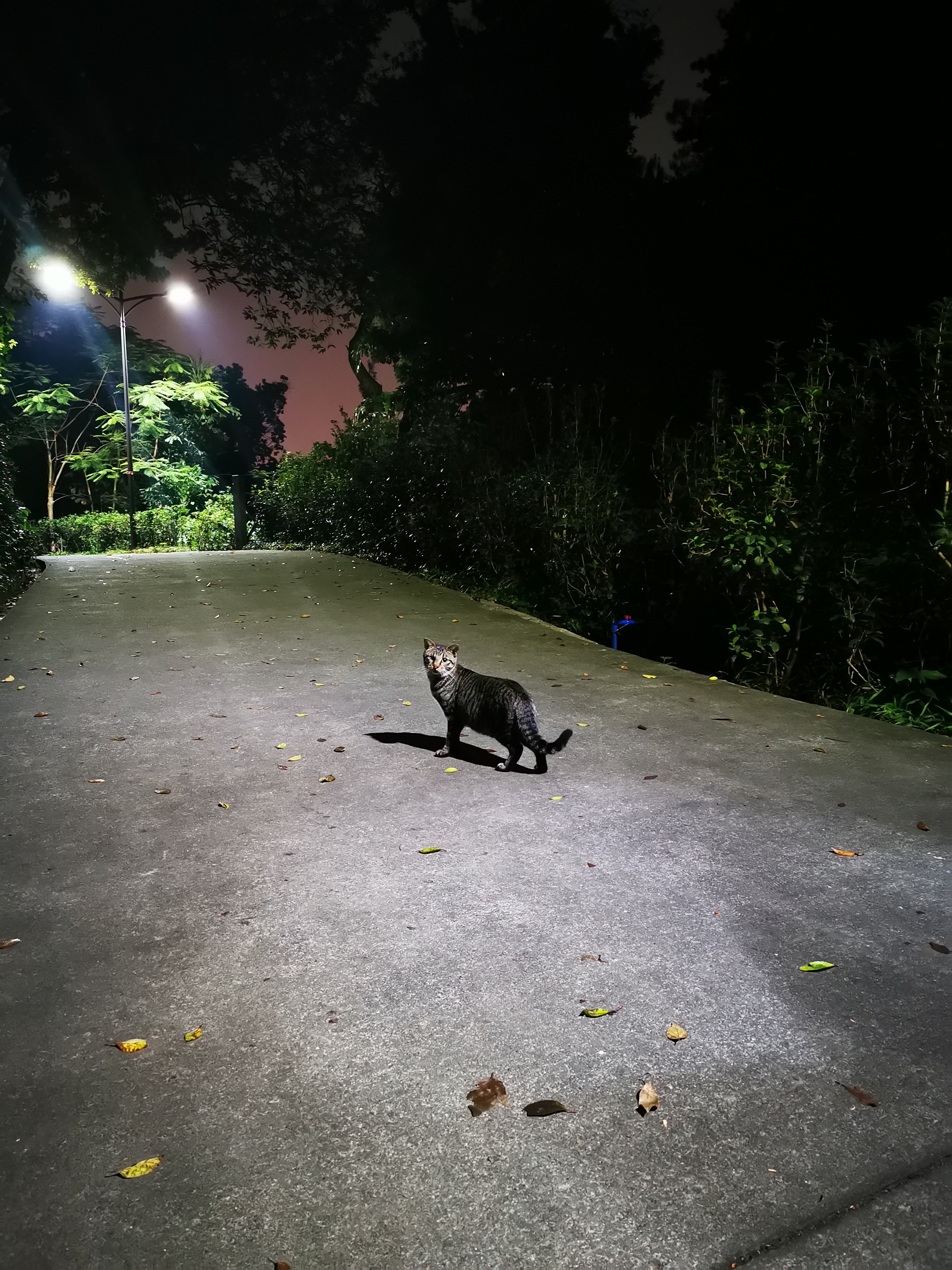 夜尋 （博大實地 王麗珍/攝）