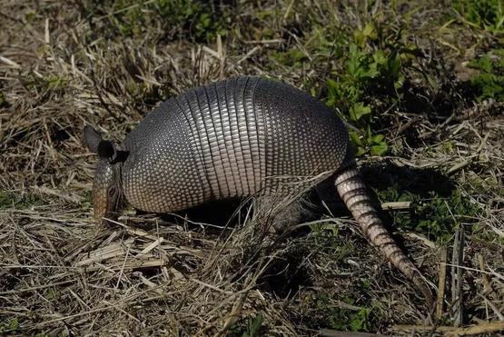 人們把疾病傳給野生動物，然后又吃下它們